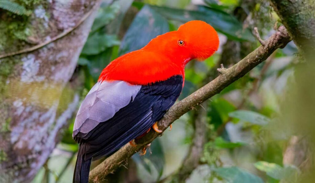 Tours Manu Peru