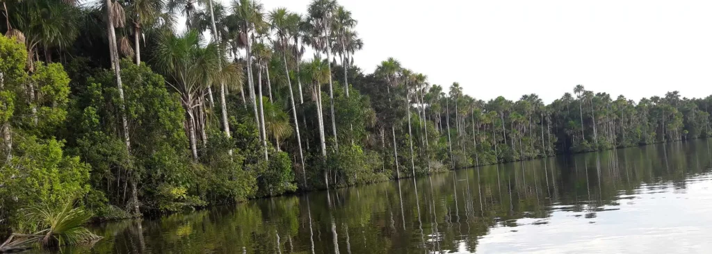 Trees over the Puerto Maldonado River in the Peruvian Amazon